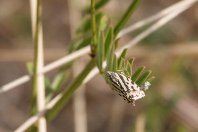 <i>Emmelia trabealis</i>