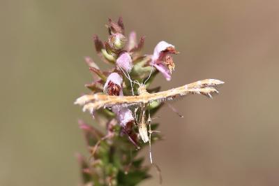 <i>Oxyptilus distans</i>