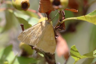 <i>Sitochroa verticalis</i>