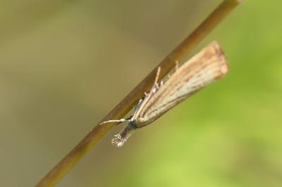 <i>Agriphila straminella</i>