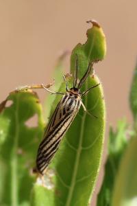 <i>Spiris striata</i>