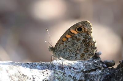 <i>Lasiommata megera</i>
