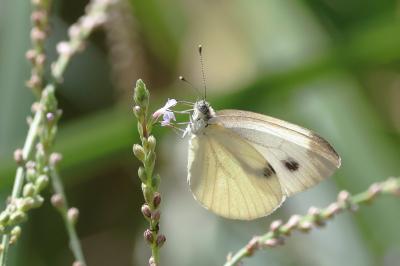 <i>Pieris napi</i>