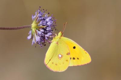 <i>Colias crocea</i>