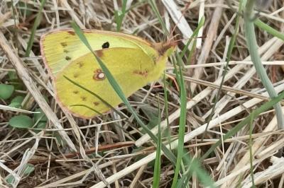 <i>Colias</i>