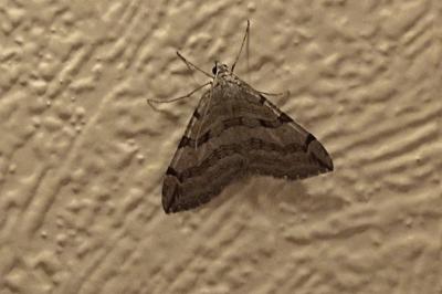 <i>Aplocera plagiata</i>