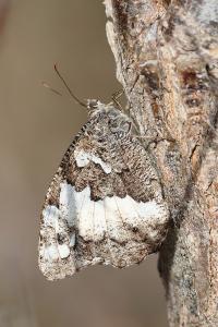 <i>Brintesia circe</i>