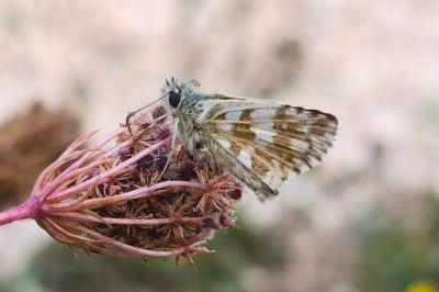 <i>Pyrgus armoricanus</i>