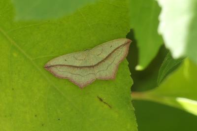<i>Timandra comae</i>