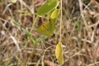 <i>Colias crocea</i>