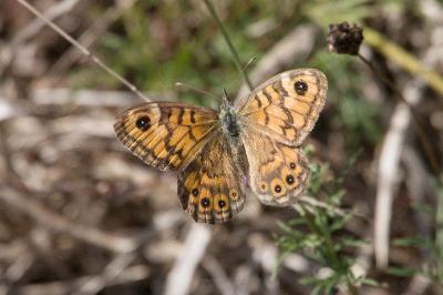 <i>Lasiommata megera</i>