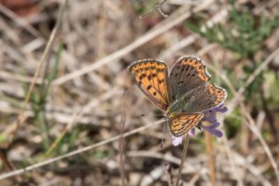 <i>Lycaena tityrus</i>