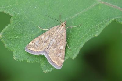 <i>Loxostege sticticalis</i>