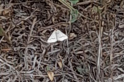 <i>Aspitates ochrearia</i>