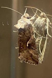 <i>Autographa gamma</i>