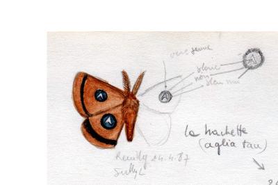 <i>Aglia tau</i>