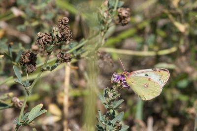 <i>Colias</i>
