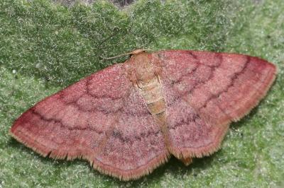 <i>Scopula rubiginata</i>