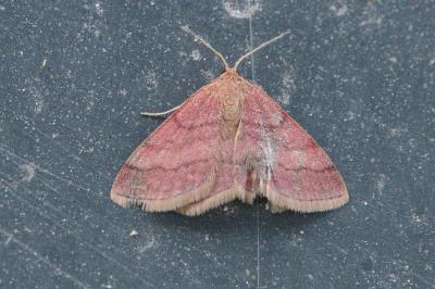 <i>Scopula rubiginata</i>