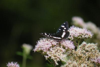 <i>Limenitis reducta</i>