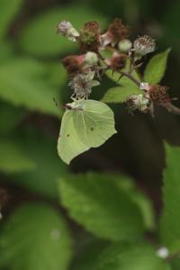 <i>Gonepteryx rhamni</i>