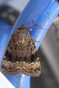 <i>Amphipyra pyramidea</i>