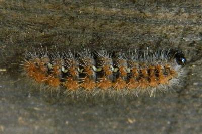 <i>Euplagia quadripunctaria</i>