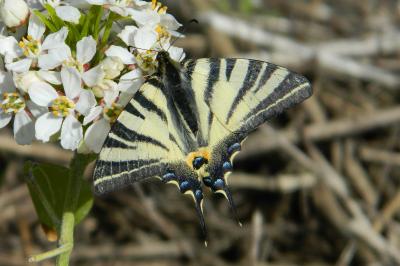 <i>Iphiclides podalirius</i>