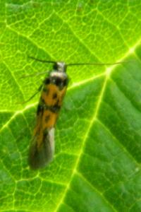 <i>Chrysoesthia drurella</i>