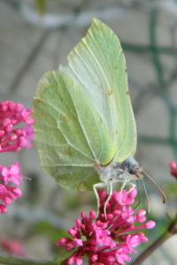 <i>Gonepteryx rhamni</i>