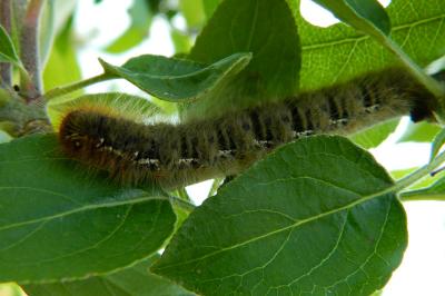<i>Lasiocampa quercus</i>