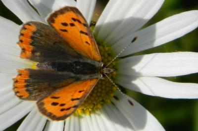 <i>Lycaena phlaeas</i>