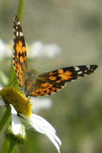 <i>Vanessa cardui</i>