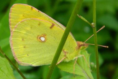 <i>Colias crocea</i>