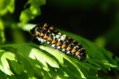 <i>Papilio machaon</i>