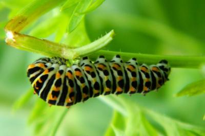 <i>Papilio machaon</i>