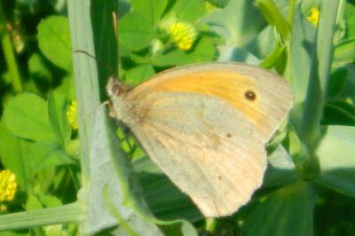 <i>Maniola jurtina</i>