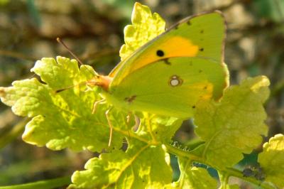 <i>Colias crocea</i>