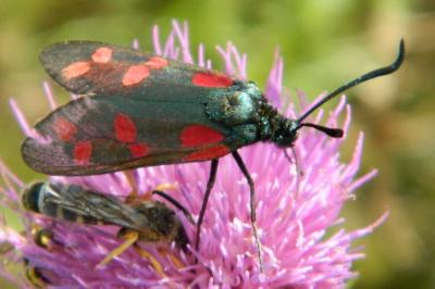 <i>Zygaena filipendulae</i>