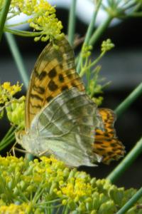 <i>Argynnis paphia</i>