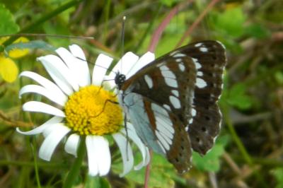 <i>Limenitis reducta</i>
