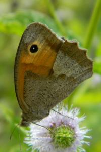 <i>Maniola jurtina</i>