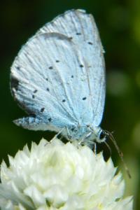<i>Celastrina argiolus</i>