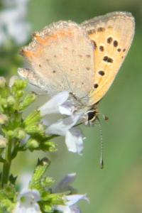 <i>Lycaena phlaeas</i>
