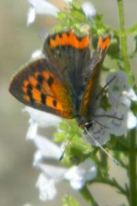 <i>Lycaena phlaeas</i>