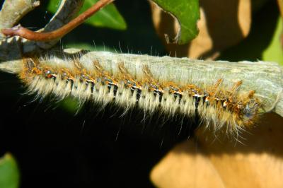 <i>Lasiocampa quercus</i>