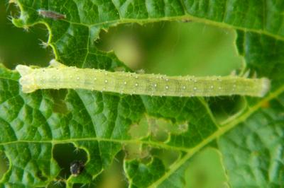 <i>Larentia clavaria</i>