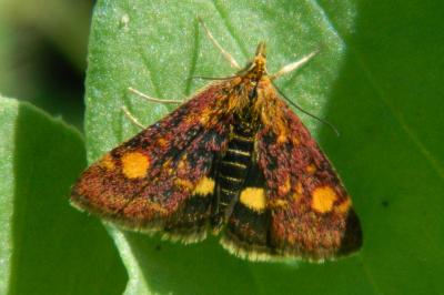 <i>Pyrausta aurata</i>