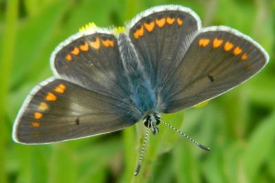 <i>Aricia agestis</i>