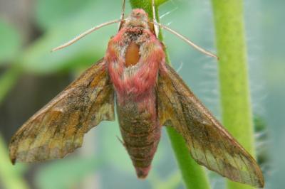 <i>Deilephila elpenor</i>